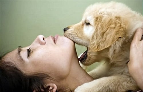 Thời Gian Ủ Bệnh Sán Chó: Điều Cần Biết Để Phòng Ngừa