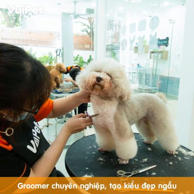 Thú cưng đang được thợ chuyên nghiệp cắt tỉa lông