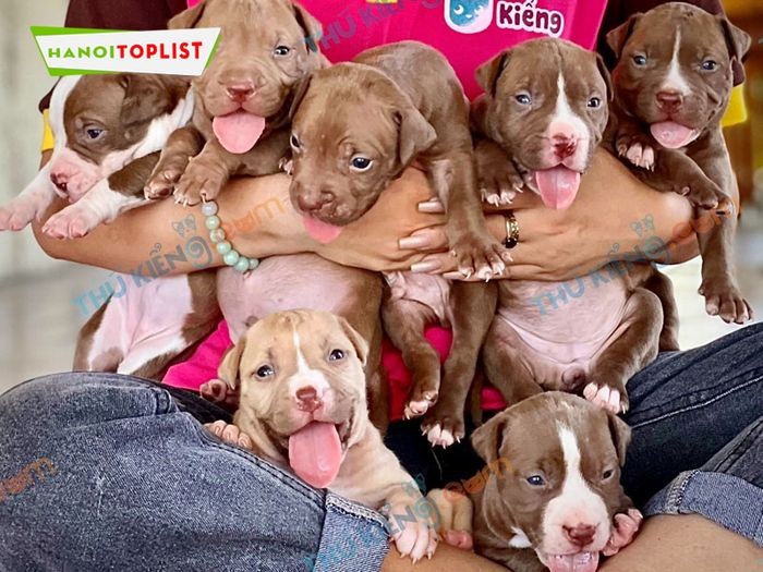 Thú Kiểng, trại chó Pitbull Hà Nội với hơn 16 năm kinh nghiệm