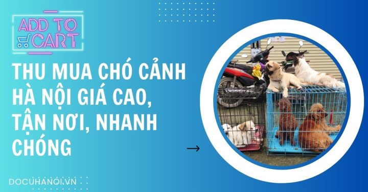 Thu mua chó cảnh Hà Nội chuyên nghiệp, đáng tin cậy