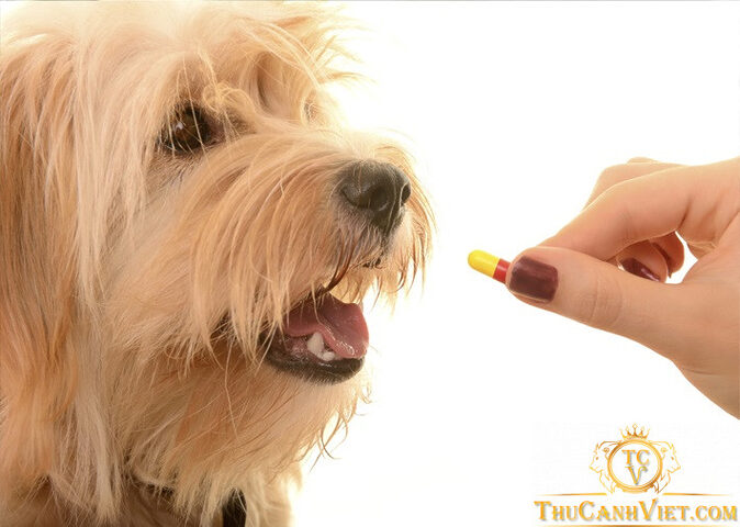 Thú y viên tiêm thuốc cho chó con điều trị bệnh Parvo