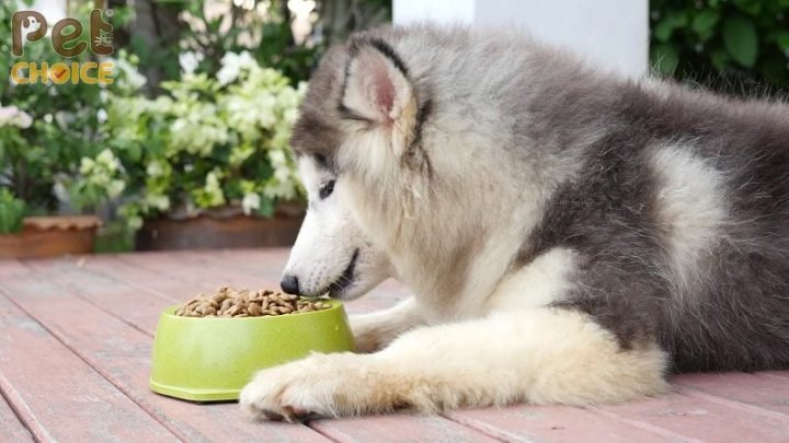 Khẩu Phần Ăn Cho Chó: Hướng Dẫn Chi Tiết Từ A Đến Z