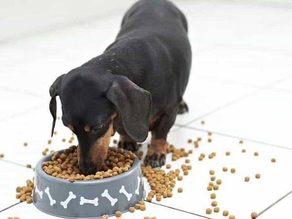 Nguồn Gốc Chó Lạp Xưởng: Lịch Sử, Đặc Điểm và Chăm Sóc