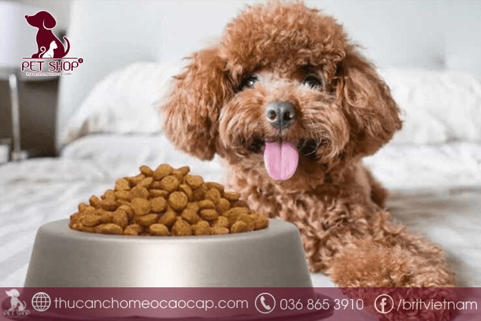 Hạt Thức Ăn Cho Chó Poodle: Hướng Dẫn Dinh Dinh Dưỡng Toàn Diện Hạt Thức Ăn Cho Chó Poodle: Hướng Dẫn Dinh Dưỡng Toàn Diện