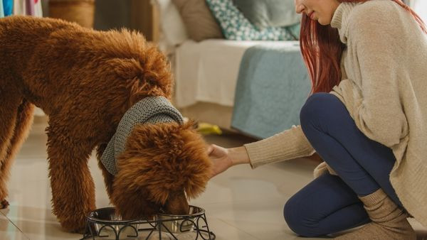 Thức ăn khô dạng hạt chất lượng cao, cung cấp dinh dưỡng thiết yếu cho chó Poodle