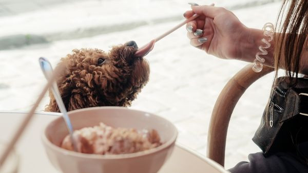 Thức ăn tự nấu tại nhà với các nguyên liệu tươi ngon, kiểm soát dinh dưỡng tối ưu cho chó Poodle