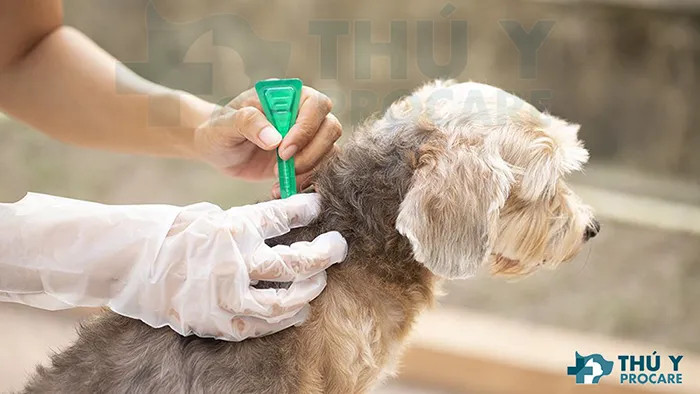 Thuốc nhỏ gáy trị bọ chét cho chó mèo, đặt trên nền gỗ