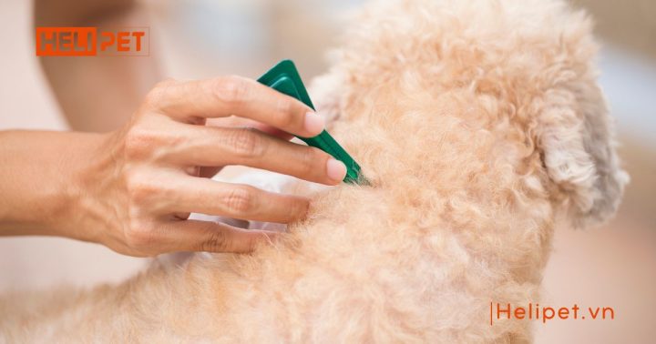 Thuốc nhỏ gáy trị rận chó mèo dạng lỏng nhỏ vào gáy
