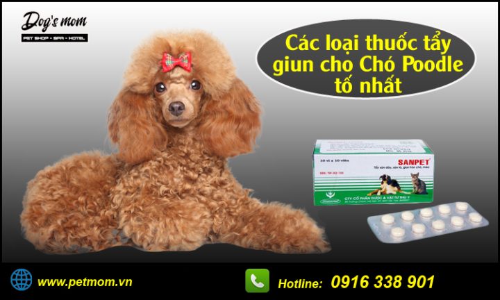 Tẩy Giun Cho Chó Poodle: Hướng Dẫn Chi Tiết Từ A Đến Z