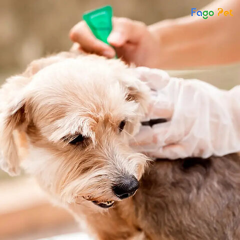 thuốc xịt muỗi có diệt được ve chó không