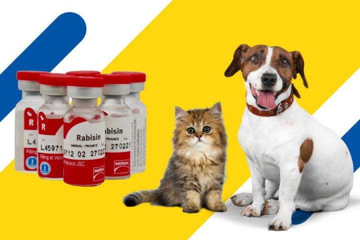 Tiêm Dại Cho Chó Ở Đâu? Cẩm Nang Toàn Diện Về Tiêm Phòng Dại
