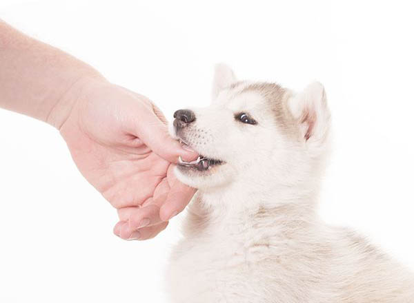 Chó con cắn có bị dại không? Hiểu rõ nguy cơ và cách phòng tránh
