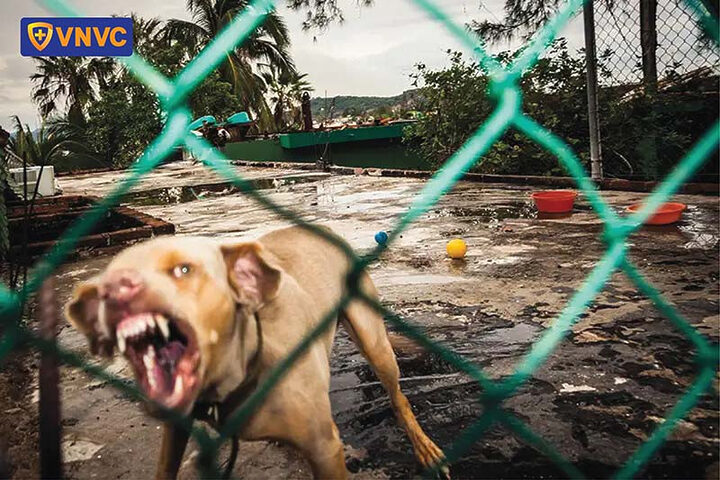 Tiêm phòng sau khi bị chó dại cắn giúp ngăn ngừa bệnh dại hiệu quả