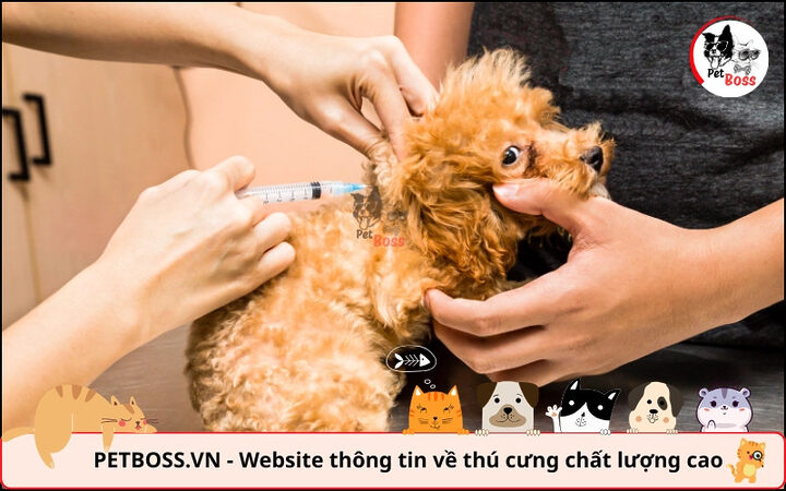 Tiêm phòng vắc xin đầy đủ là cách duy nhất ngăn chặn chó bị dại