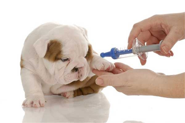 Tiêm vaccine và tẩy giun đúng cách cho chó con