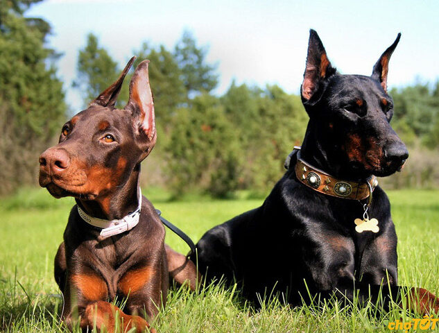 Tiêu chí chọn mua chó Doberman thuần chủng khỏe mạnh