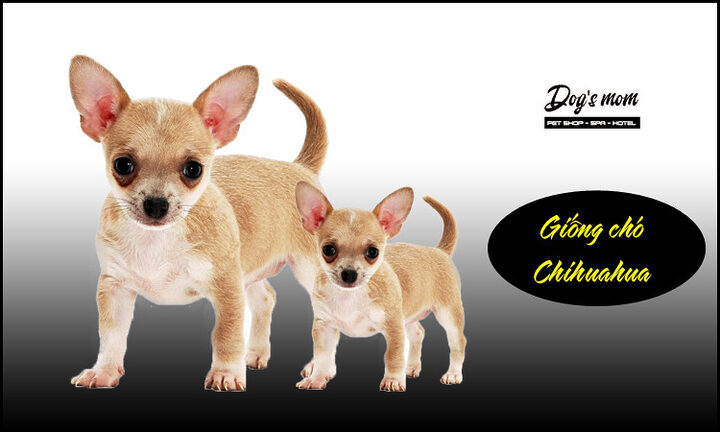 Cách Chăm Sóc Chó Chihuahua Toàn Diện Từ A Đến Z