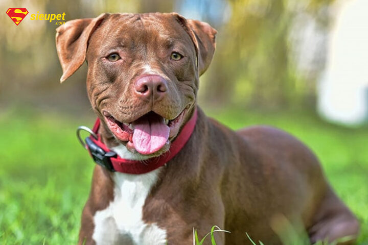 tính cách của chó sục pit bull mỹ và mức độ hung dữ