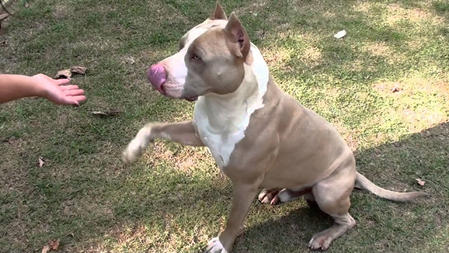 Tính cách dũng cảm và kiên cường của chó Pitbull
