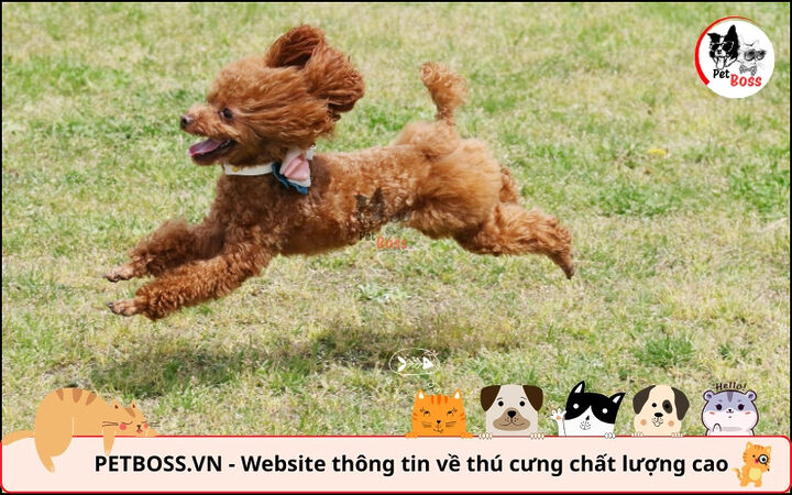 Tính cách năng động, vui vẻ của Poodle làm cuộc sống thêm ý nghĩa, liệu có nên nuôi chó Poodle không
