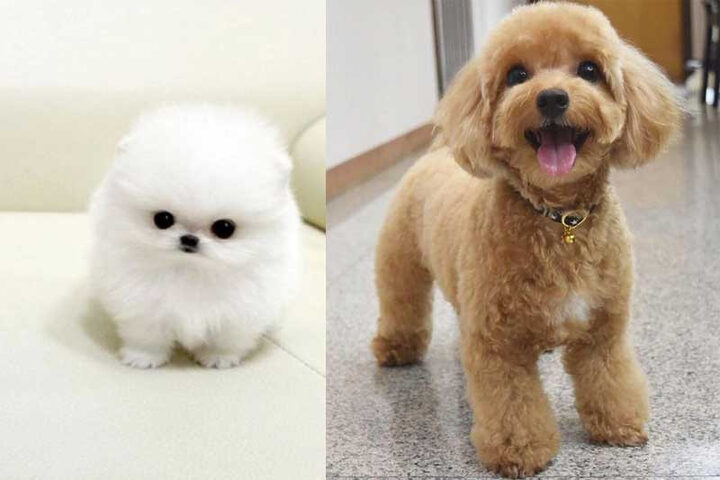 Tính cách Poodle và Phốc Sóc