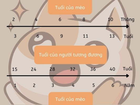 Review Dịch Vụ Vận Chuyển Chó Mèo Mr Sơn Mới Nhất