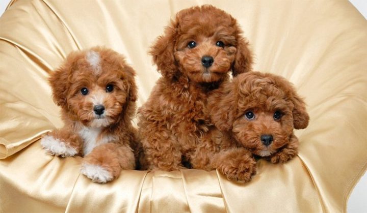 Kỹ thuật huấn luyện chó Poodle hiệu quả từ chuyên gia