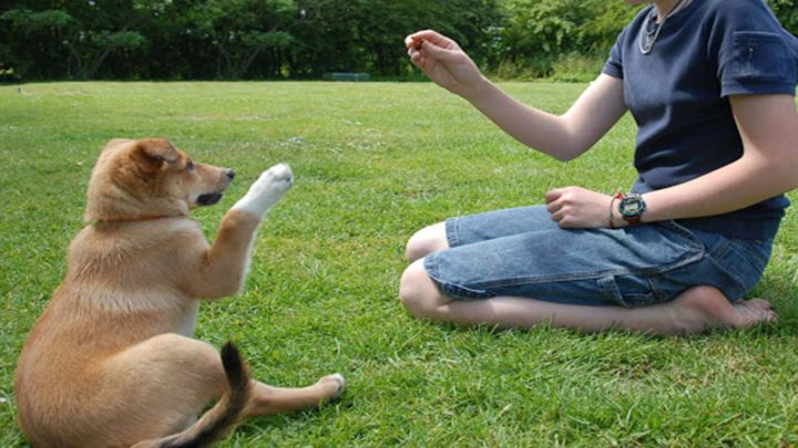 Nhận Huấn Luyện Chó Tại Nhà Chuyên Nghiệp Từ A Đến Z