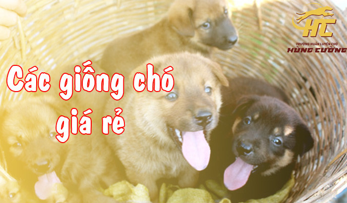 Tổng quan các giống chó giá rẻ dễ nuôi phổ biến