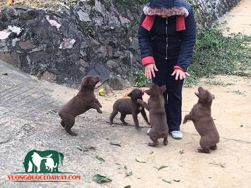 Tổng quan giống chó Mông Cộc