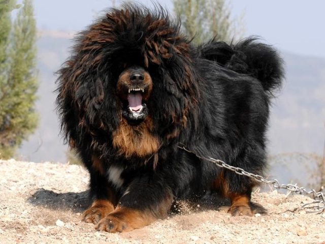 Tổng quan về các giống chó Mastiff khổng lồ với bộ lông dày và vóc dáng to lớn