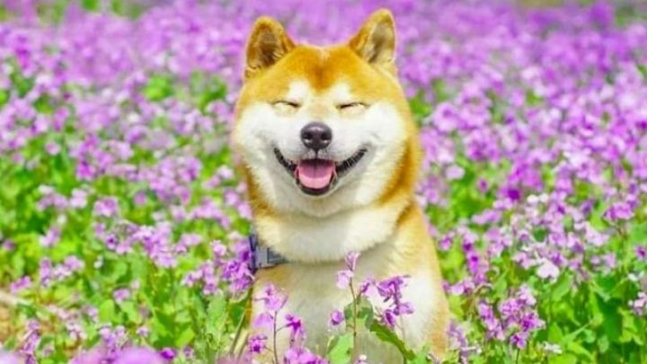 Hình Chó Dễ Thương Nhất: Khám Phá Vẻ Đẹp Vạn Người Mê
