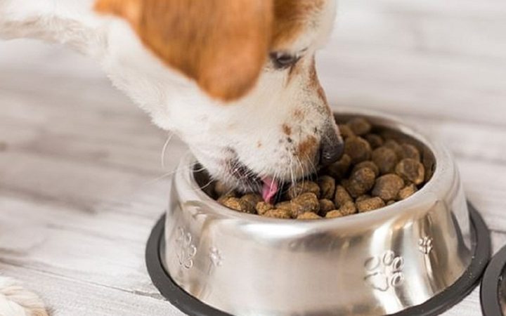 Mua Đồ Ăn Cho Chó: Hướng Dẫn Chi Tiết Để Chó Khỏe Mạnh
