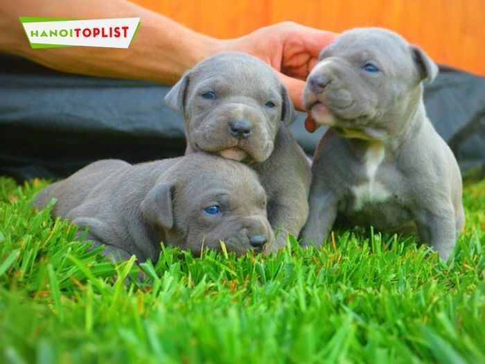 Trại chó Bình Xoáy Thái, một lựa chọn đáng tin cậy cho chó Pitbull và các giống khác ở Hà Nội