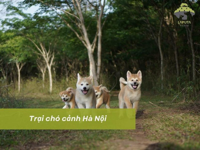 Trại Chó Cảnh Hà Nội: Đa Dạng Giống Chó và Dịch Vụ Chăm Sóc Toàn Diện
