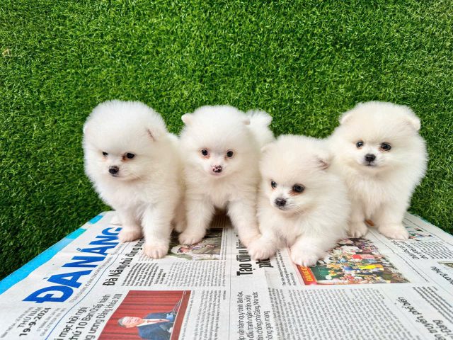 Chó Xù Nhật Đà Nẵng: Cẩm Nang Toàn Diện Từ A Đến Z