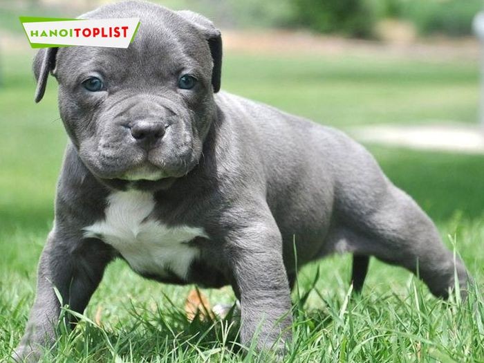Trại chó Pitbull Ngọc Thụy, địa chỉ lớn cung cấp chó Pitbull thuần chủng tại Hà Nội