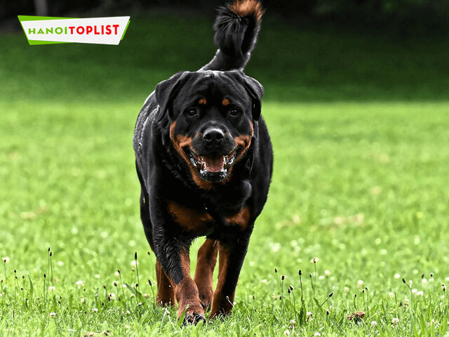Trại Chó Rottweiler Gervi - Nơi cung cấp chó Rottweiler giá rẻ Hà Nội khỏe mạnh