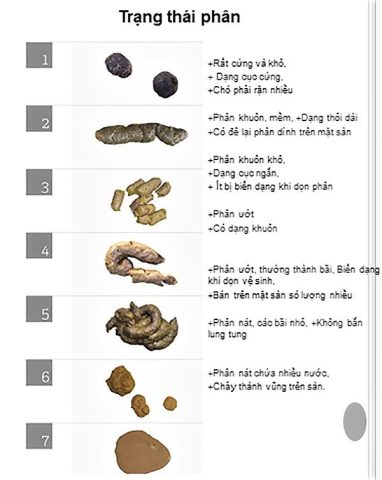 Chó Tẩy Giun Xong Bị Đi Ngoài: Nguyên Nhân và Cách Xử Lý Hiệu Quả