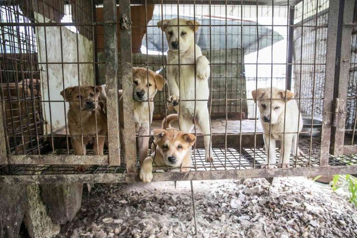 Trang trại nuôi chó lấy thịt ở Hàn Quốc