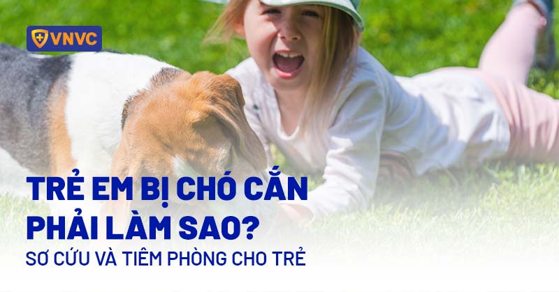 Trẻ Bị Chó Cắn Phải Làm Sao: Hướng Dẫn Chi Tiết Cấp Cứu Và Phòng Ngừa