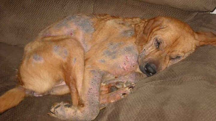 Triệu chứng ghẻ Demodex ở chó: Rụng lông và viêm da cảnh báo lây nhiễm