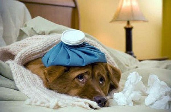 Chó Đi Ngoài Ra Máu: Nguyên Nhân, Cách Xử Lý & Phòng Ngừa Hiệu Quả