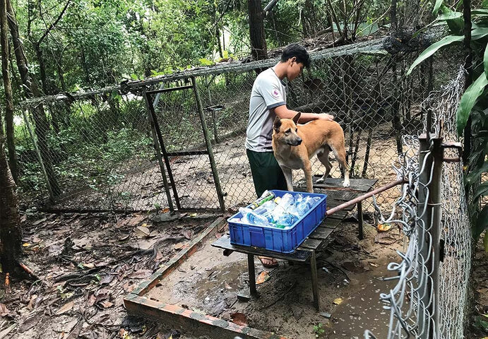 Trung tâm bảo tồn chó xoáy Phú Quốc – Quốc khuyển linh hồn của Đảo Ngọc 16