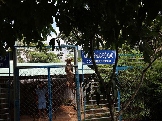Trung tâm bảo tồn chó xoáy Phú Quốc – Quốc khuyển linh hồn của Đảo Ngọc 8