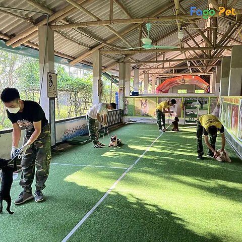 Trung tâm huấn luyện chó Poodle lạy chuyên nghiệp