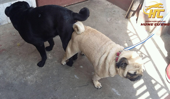 trung tâm phối giống chó pug tphcm uy tín