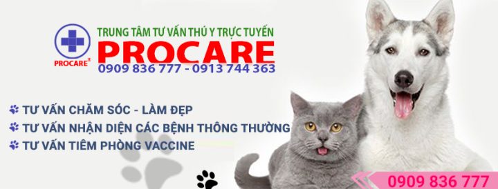 Dịch Vụ Tư Vấn Chó Mèo Online Chuyên Nghiệp Từ A-Z