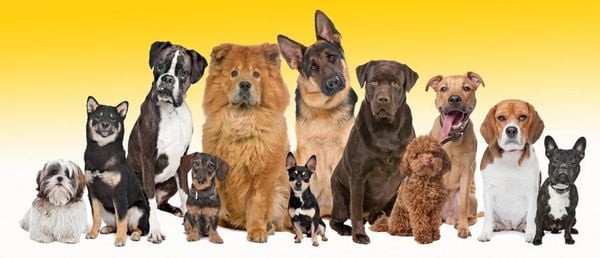 Cách Tính Tuổi Của Chó: Hướng Dẫn Chi Tiết & Khoa Học