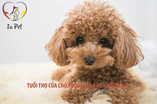 Tuổi Thọ Của Chó Poodle: Cẩm Nang Toàn Diện Kéo Dài Cuộc Sống Bốn Chân Tuổi Thọ Của Chó Poodle: Chi Tiết, Yếu Tố Ảnh Hưởng & Bí Quyết Kéo Dài